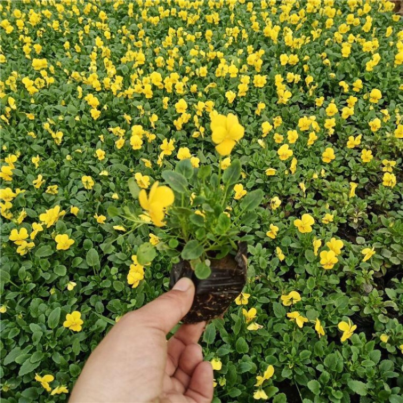 角瑾，精品苗，基地直发，大量供应100万盆