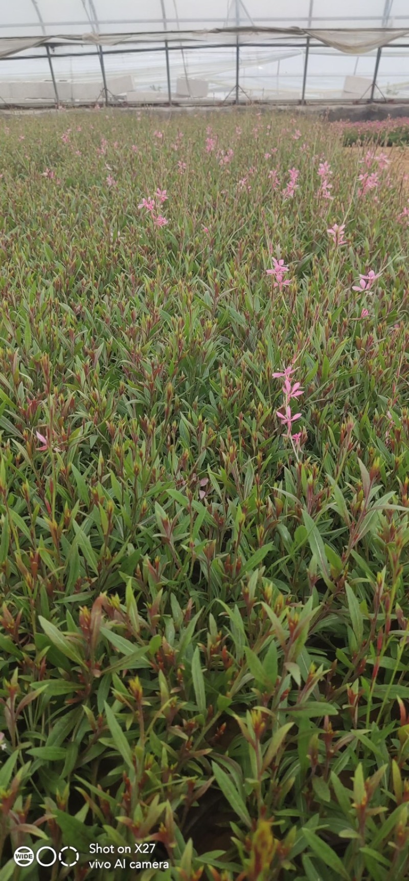 山桃草，精品苗，基地直销，大量供应100万盆