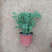 驱蚊草室内防蚊绿植香草香叶天竺葵驱虫避蚊