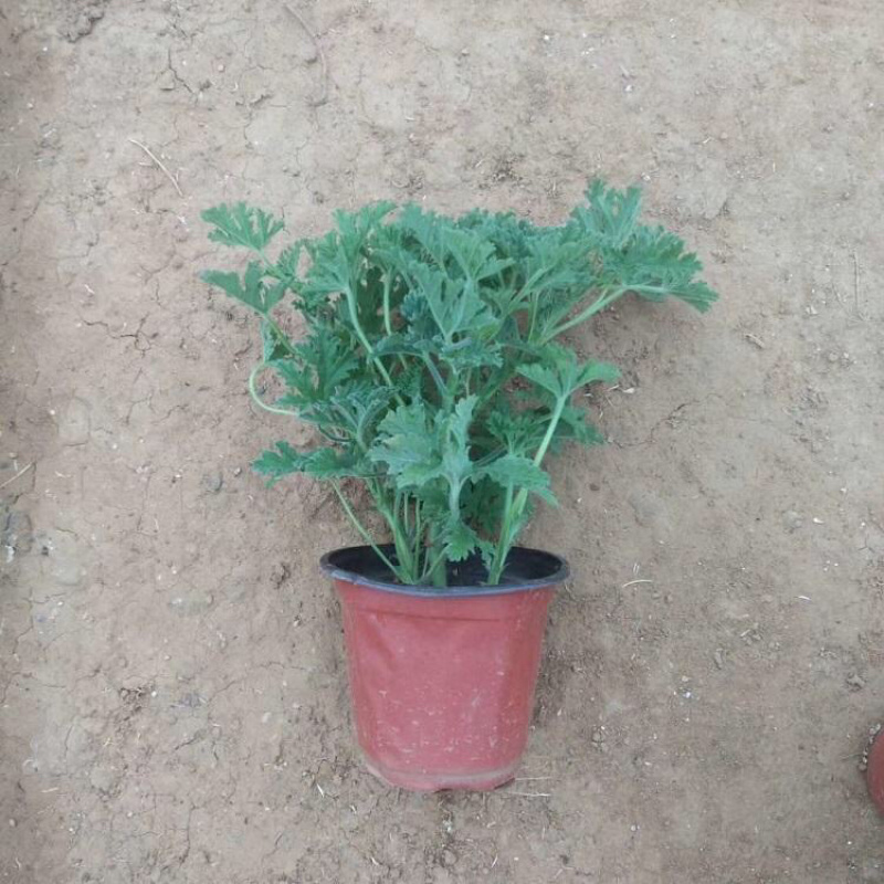 驱蚊草室内防蚊绿植香草香叶天竺葵驱虫避蚊