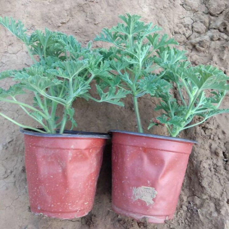 驱蚊草室内防蚊绿植香草香叶天竺葵驱虫避蚊