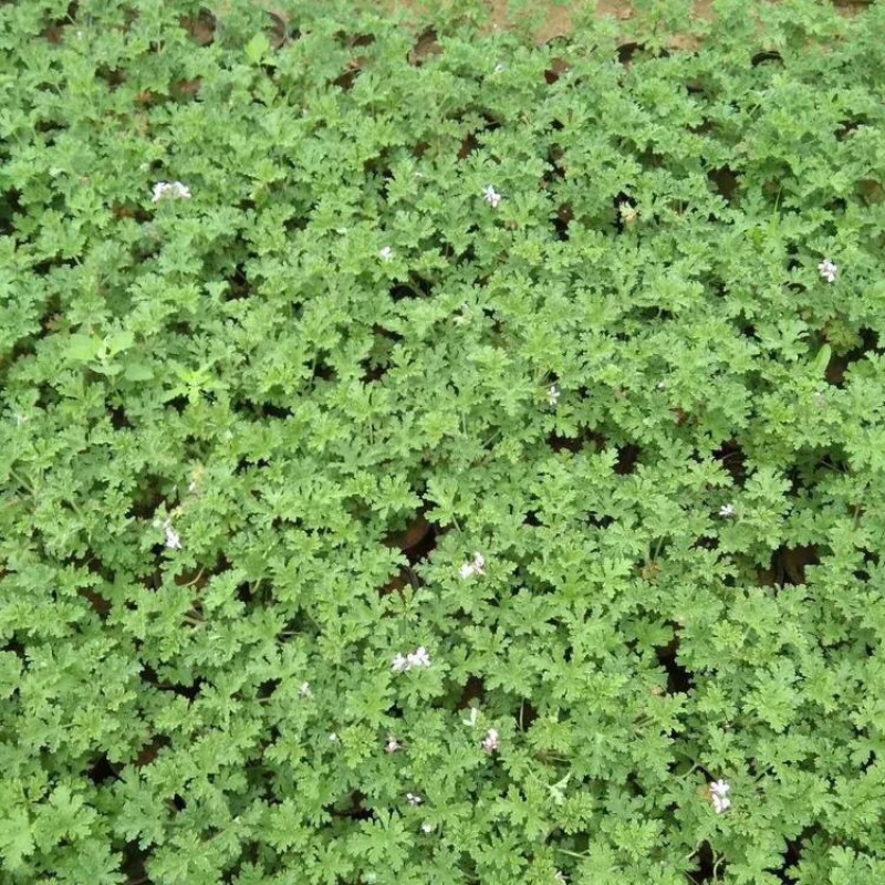 驱蚊草室内防蚊绿植香草香叶天竺葵驱虫避蚊