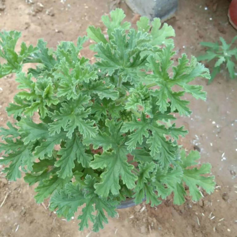 驱蚊草室内防蚊绿植香草香叶天竺葵驱虫避蚊