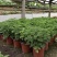 驱蚊草室内防蚊绿植香草香叶天竺葵驱虫避蚊