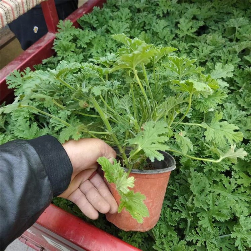 驱蚊草室内防蚊绿植香草香叶天竺葵驱虫避蚊