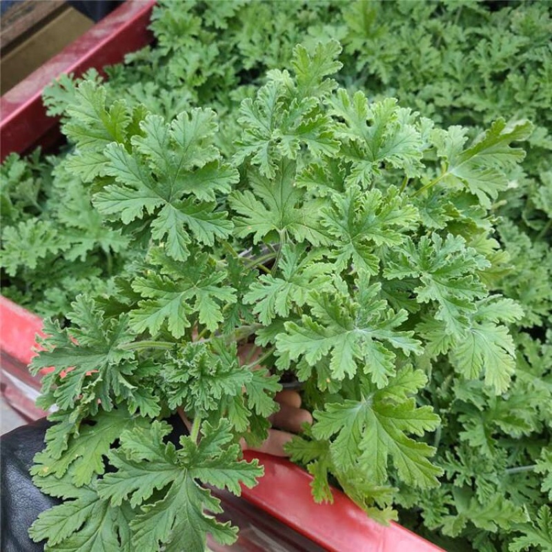 驱蚊草室内防蚊绿植香草香叶天竺葵驱虫避蚊