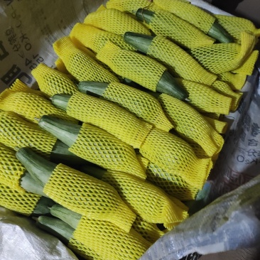 羊角蜜l。济南市商河县。羊角密甜瓜上市中。自然成熟。品质