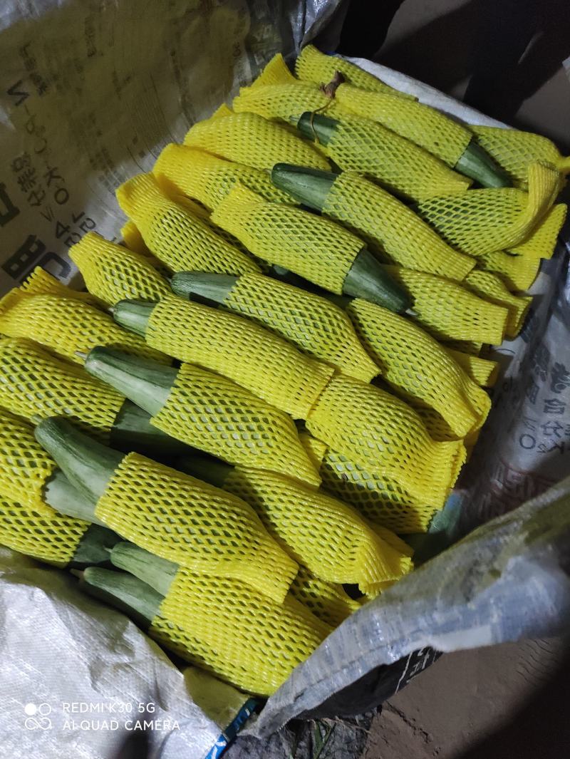 羊角蜜l。济南市商河县。羊角密甜瓜上市中。自然成熟。品质