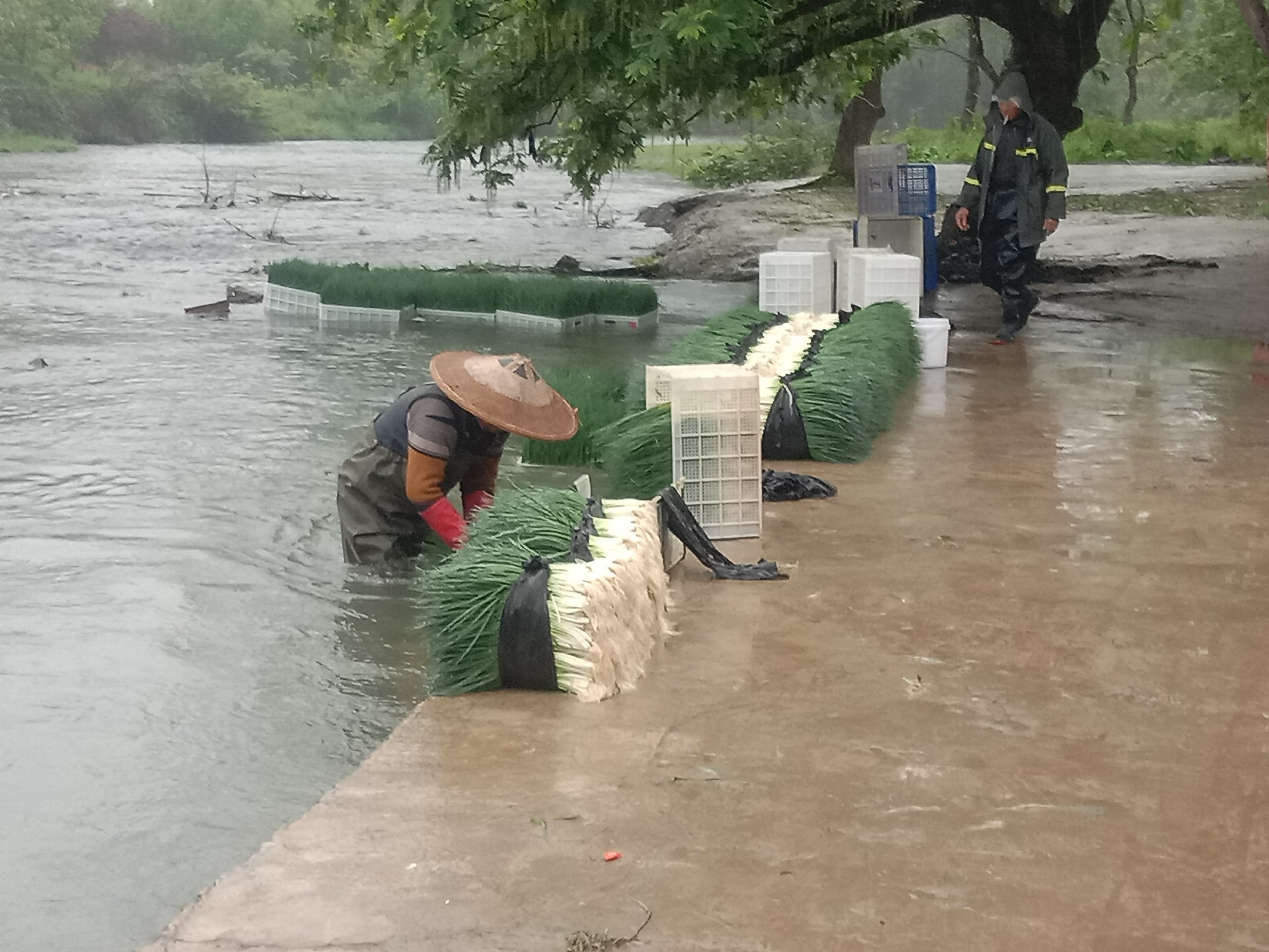 水培小葱品种对比图