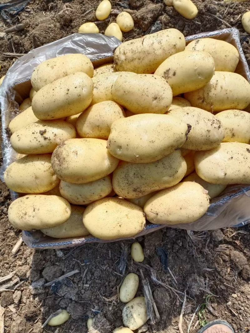 泗水县库存806，内蒙V7，沃土，实验一等大量出售中…