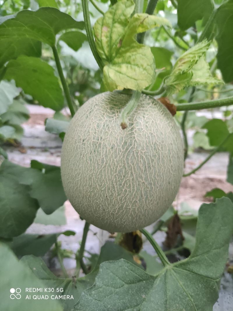 济南市商河县晓密25西州密上市中。自然成熟。糖度18。