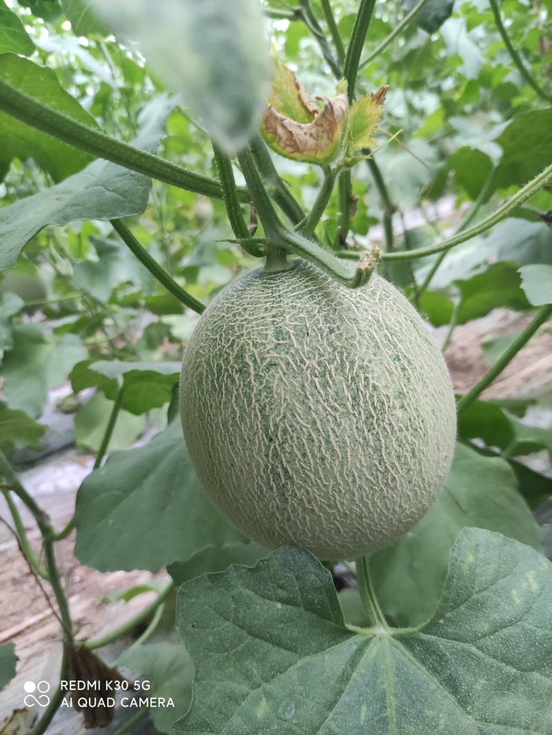 济南市商河县晓密25西州密上市中。自然成熟。糖度18。