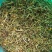 四季树形大毛花，干花现在市场80一斤左右，高产高含量品种