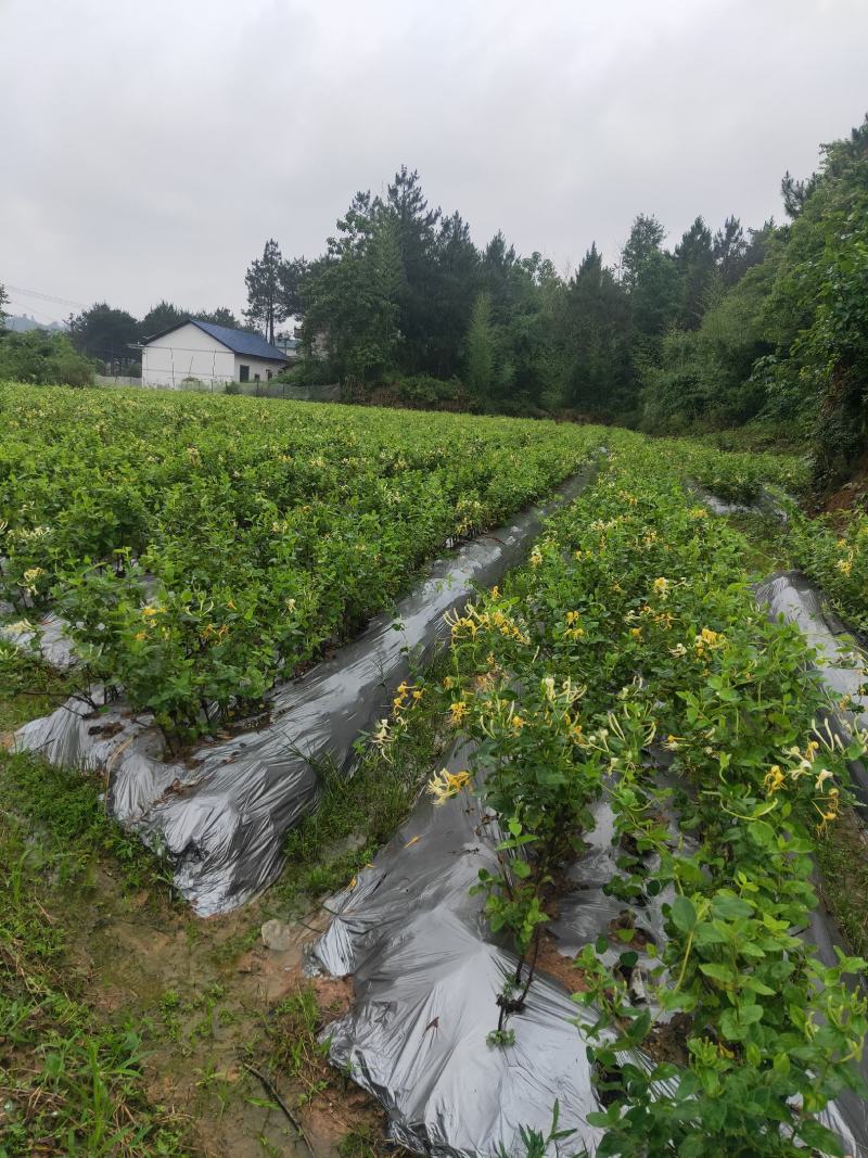 四季树形大毛花，干花现在市场80一斤左右，高产高含量品种