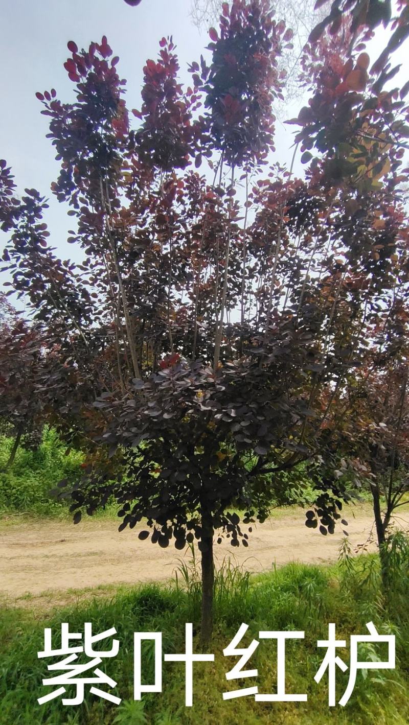 河南基地大量直供精品紫叶红栌6--12公分