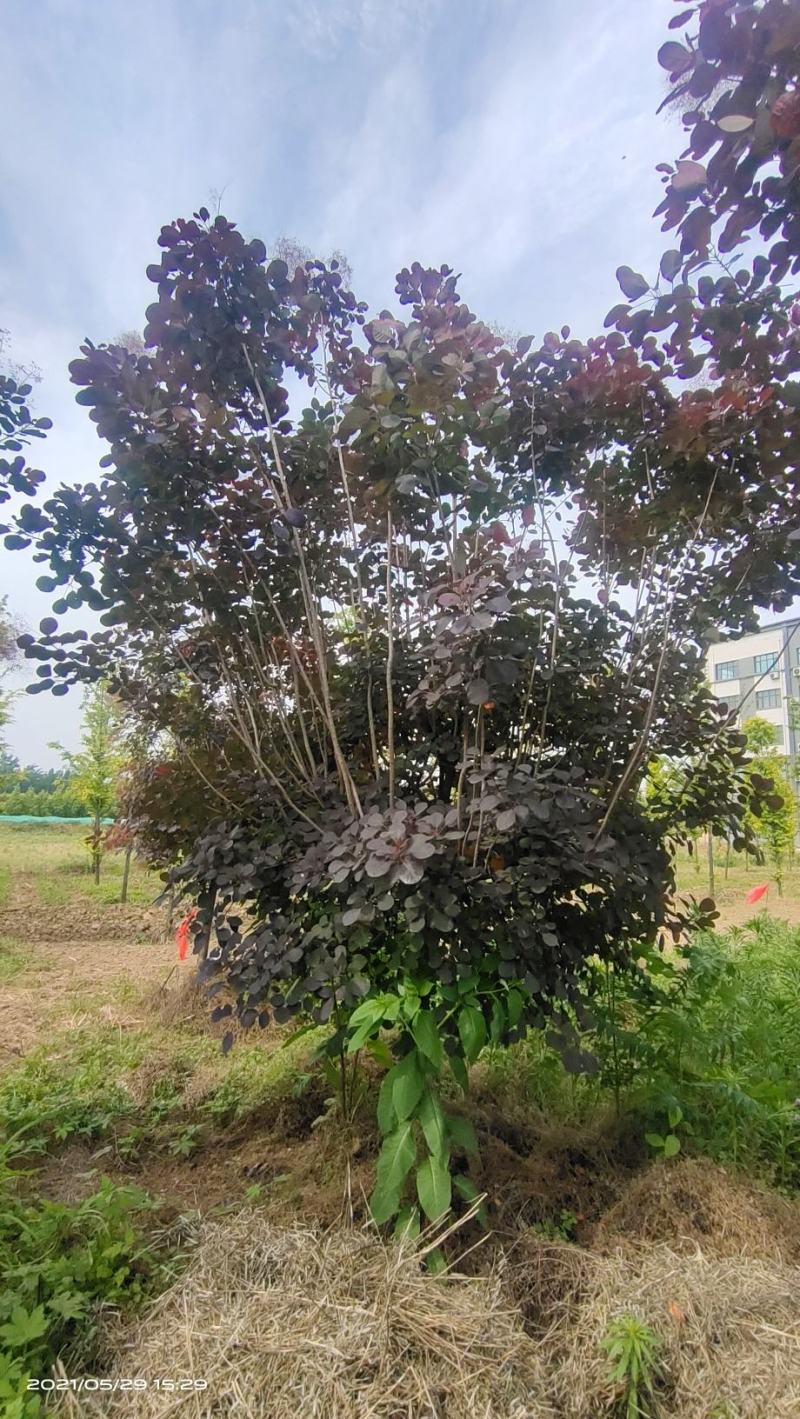 河南基地大量直供精品紫叶红栌6--12公分