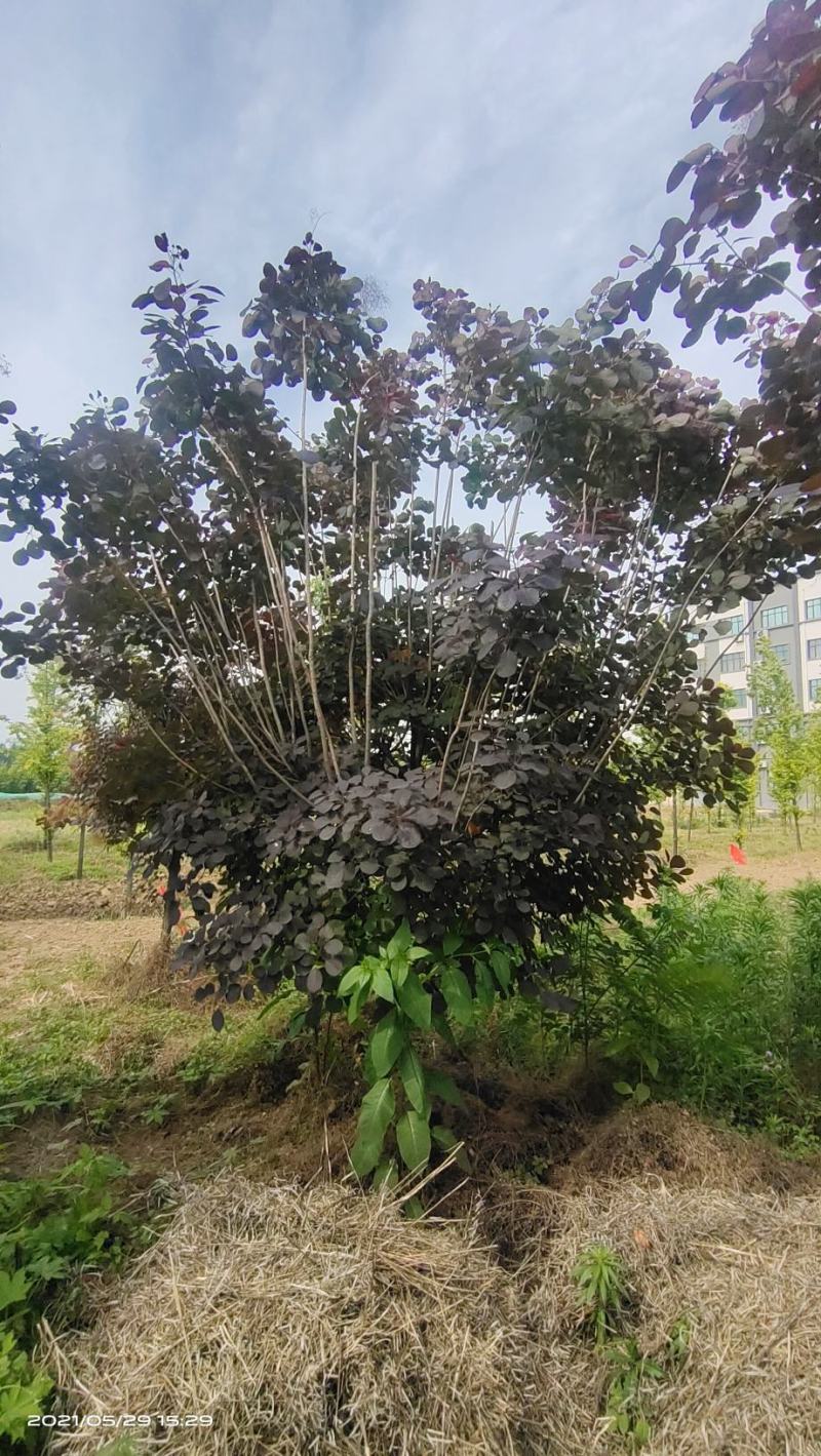 河南基地大量直供精品紫叶红栌6--12公分