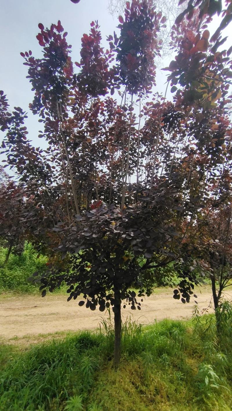 河南基地大量直供精品紫叶红栌6--12公分