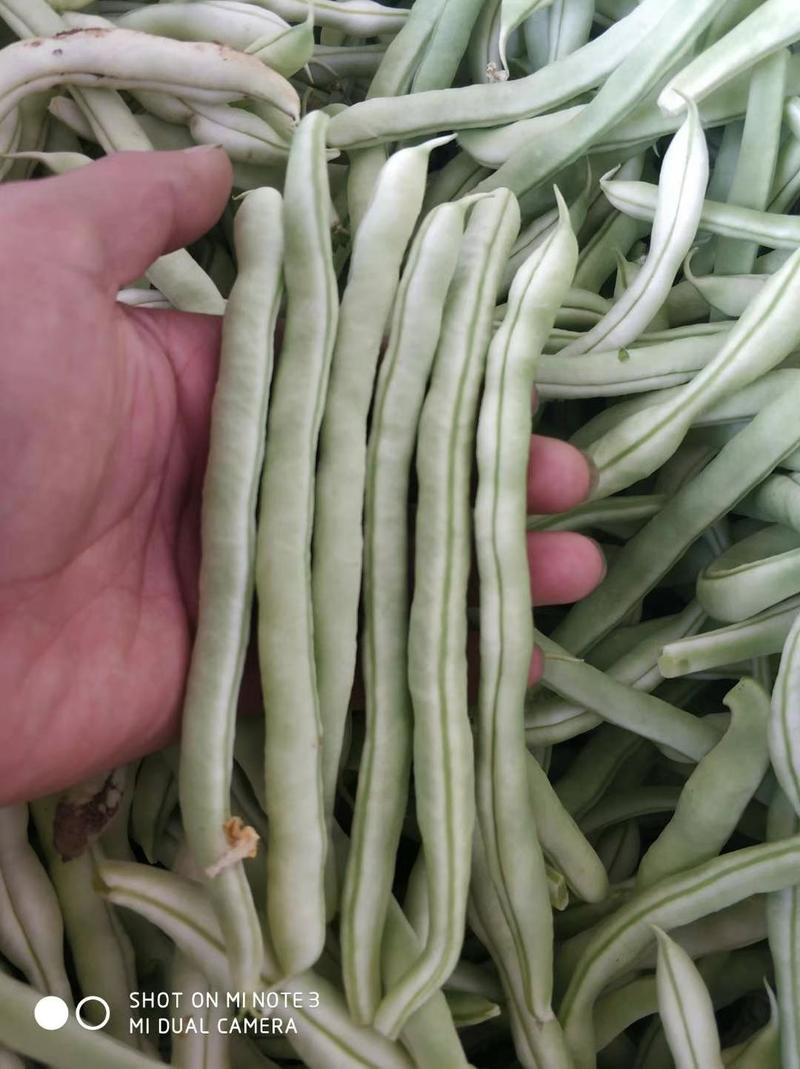 汉中城固《四季豆》上市了《现货》条长无虫眼量大质量有保证