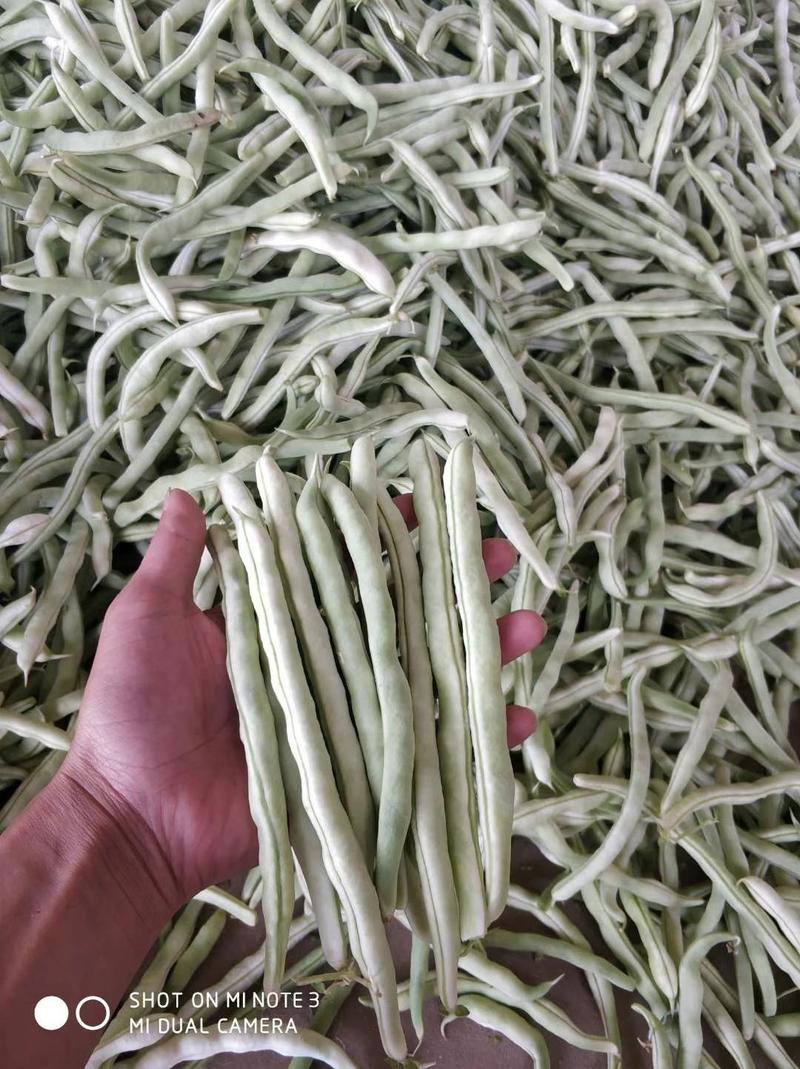 汉中城固《四季豆》上市了《现货》条长无虫眼量大质量有保证