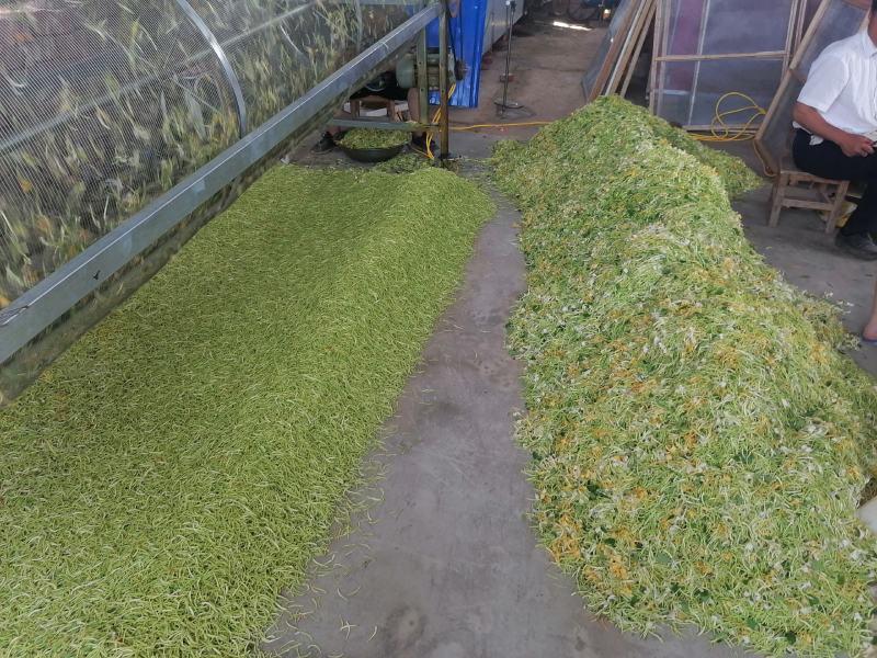 漯河百亩金银花持续采摘产新有需要的联系