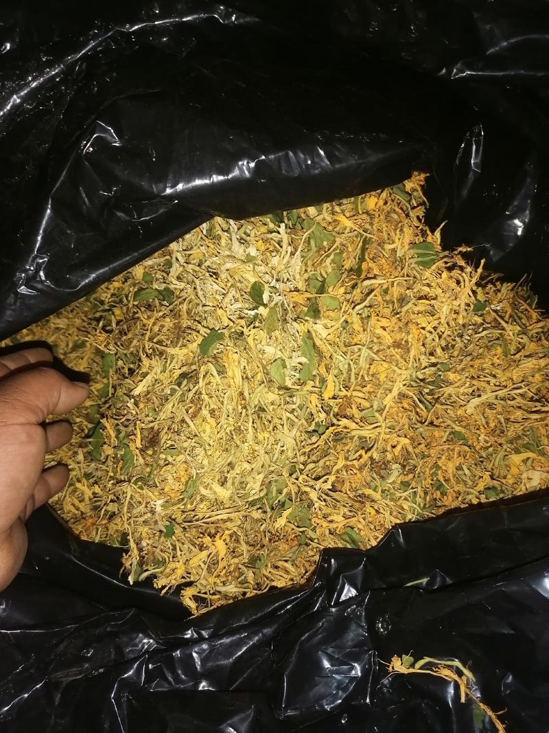 漯河百亩金银花持续采摘产新有需要的联系