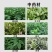 美丰金盖10%精喹禾灵一年生禾本科杂草20毫升除草剂