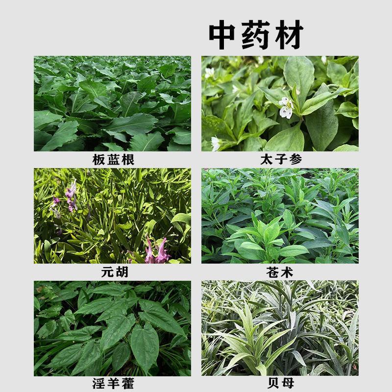 美丰金盖10%精喹禾灵一年生禾本科杂草20毫升除草剂