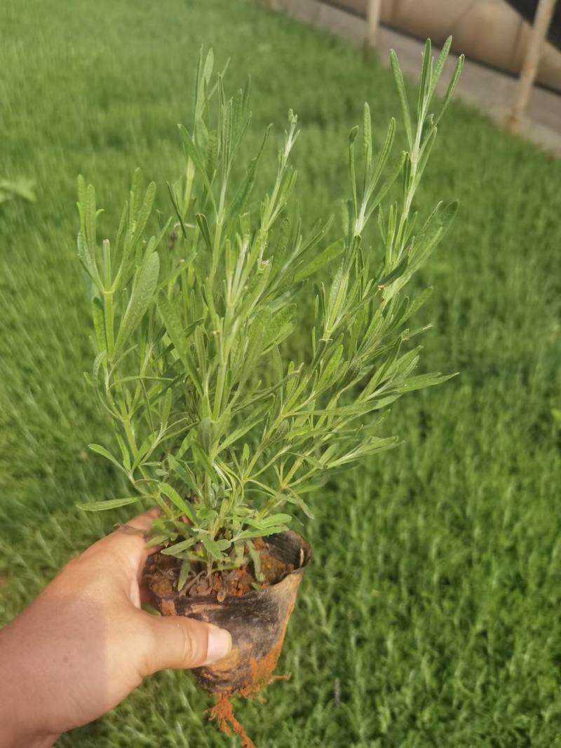 熏衣草小杯苗，25公分高薰衣草，蓬头好薰衣草