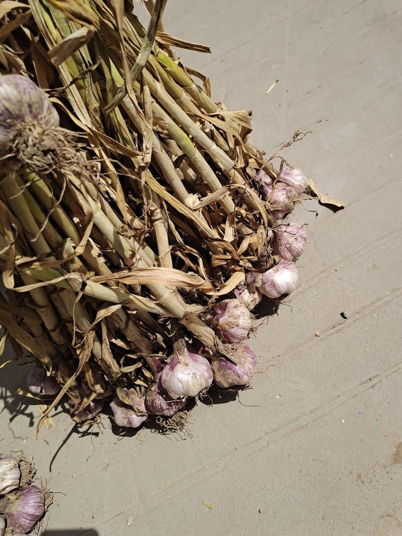早熟大青稞蒜种根系发达，生长旺盛单产5000