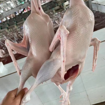 东北散养黄油老鹅，热卖中！