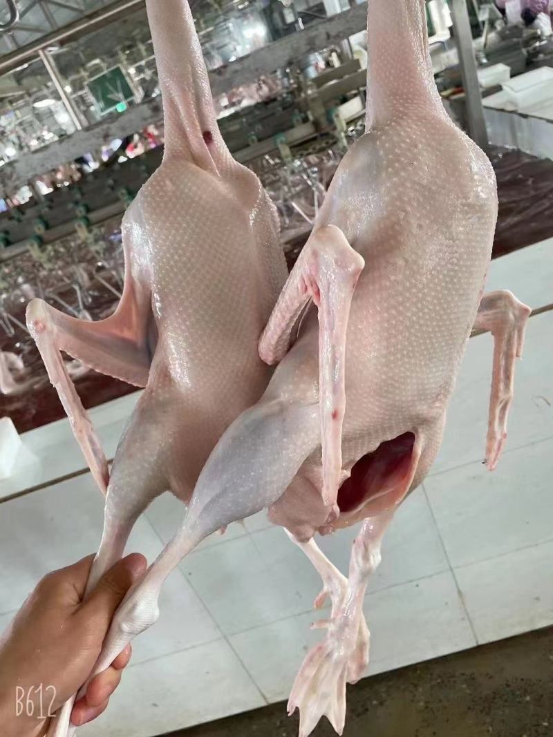 东北散养黄油老鹅，热卖中！