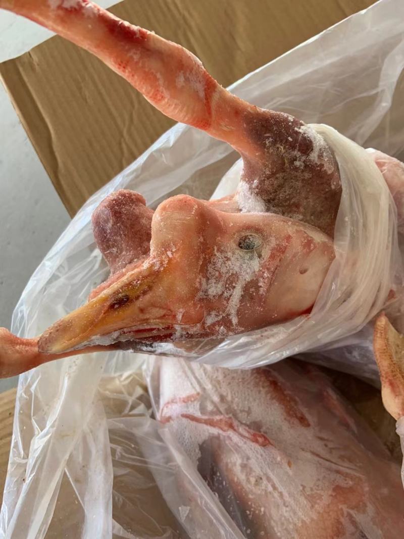 东北散养黄油老鹅，热卖中！