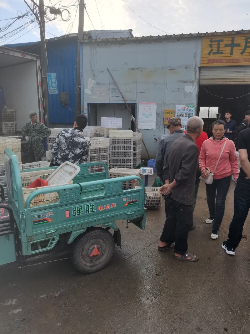 安徽芜湖小龙虾养殖基地