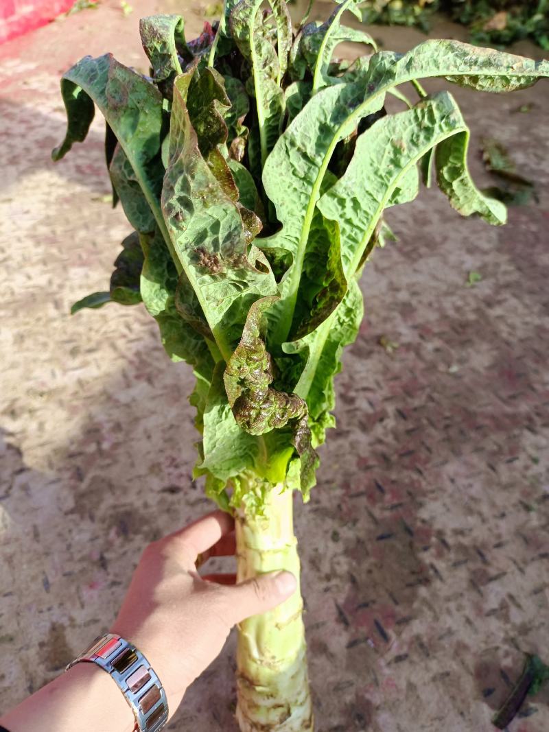 精品红笋