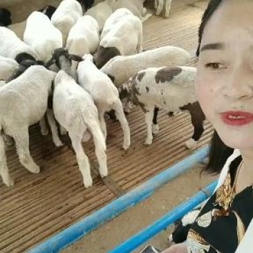 诚信商家货到付款种公羊绵羊白山羊黑山羊奶山羊头胎二胎奶山