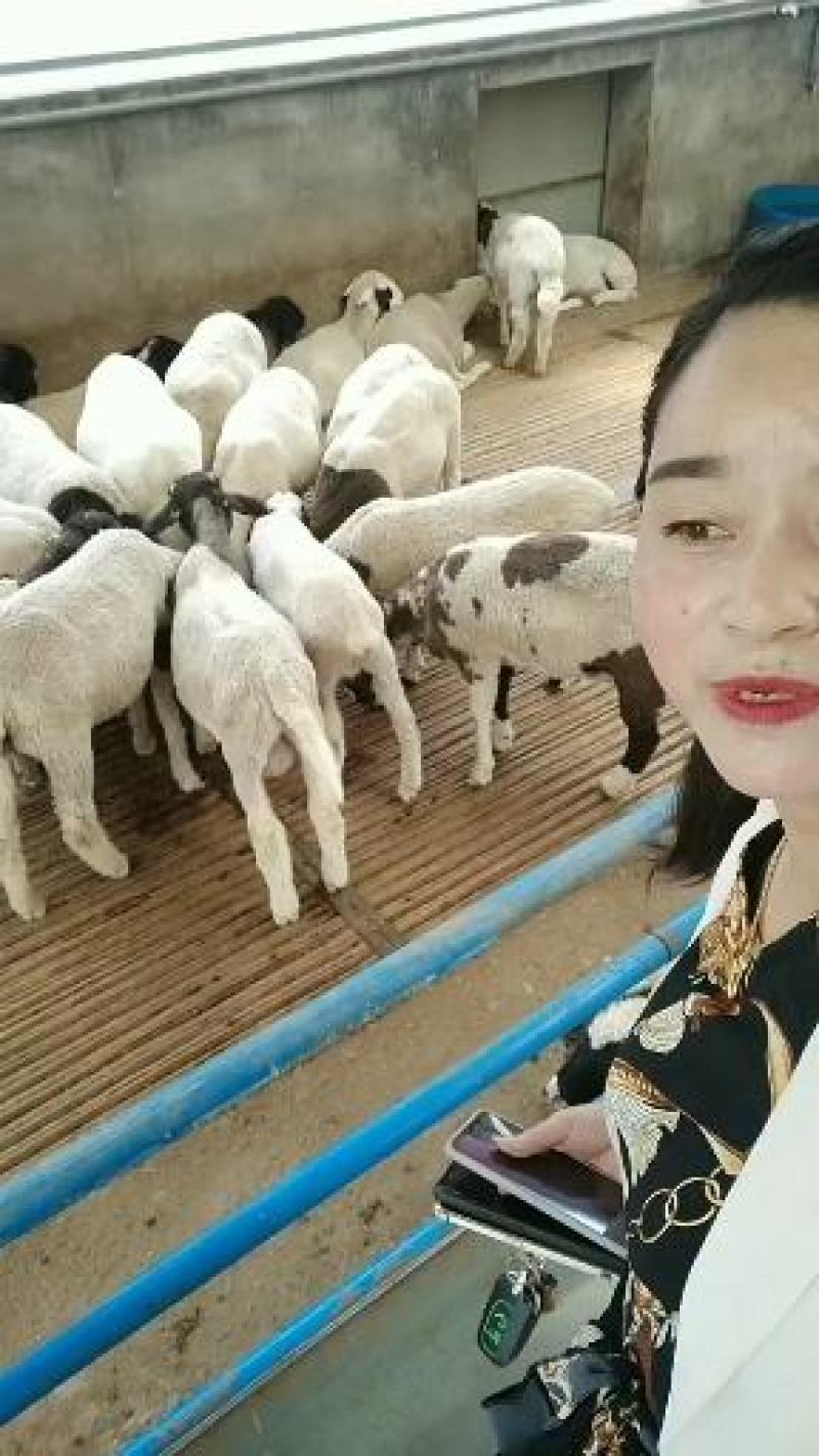诚信商家货到付款种公羊绵羊白山羊黑山羊奶山羊头胎二胎奶山