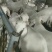 诚信商家货到付款种公羊绵羊白山羊黑山羊奶山羊头胎二胎奶山