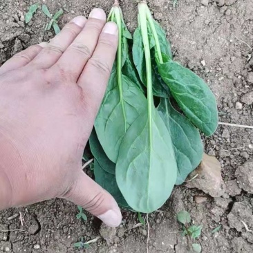 每天大量供应三万斤菠菜