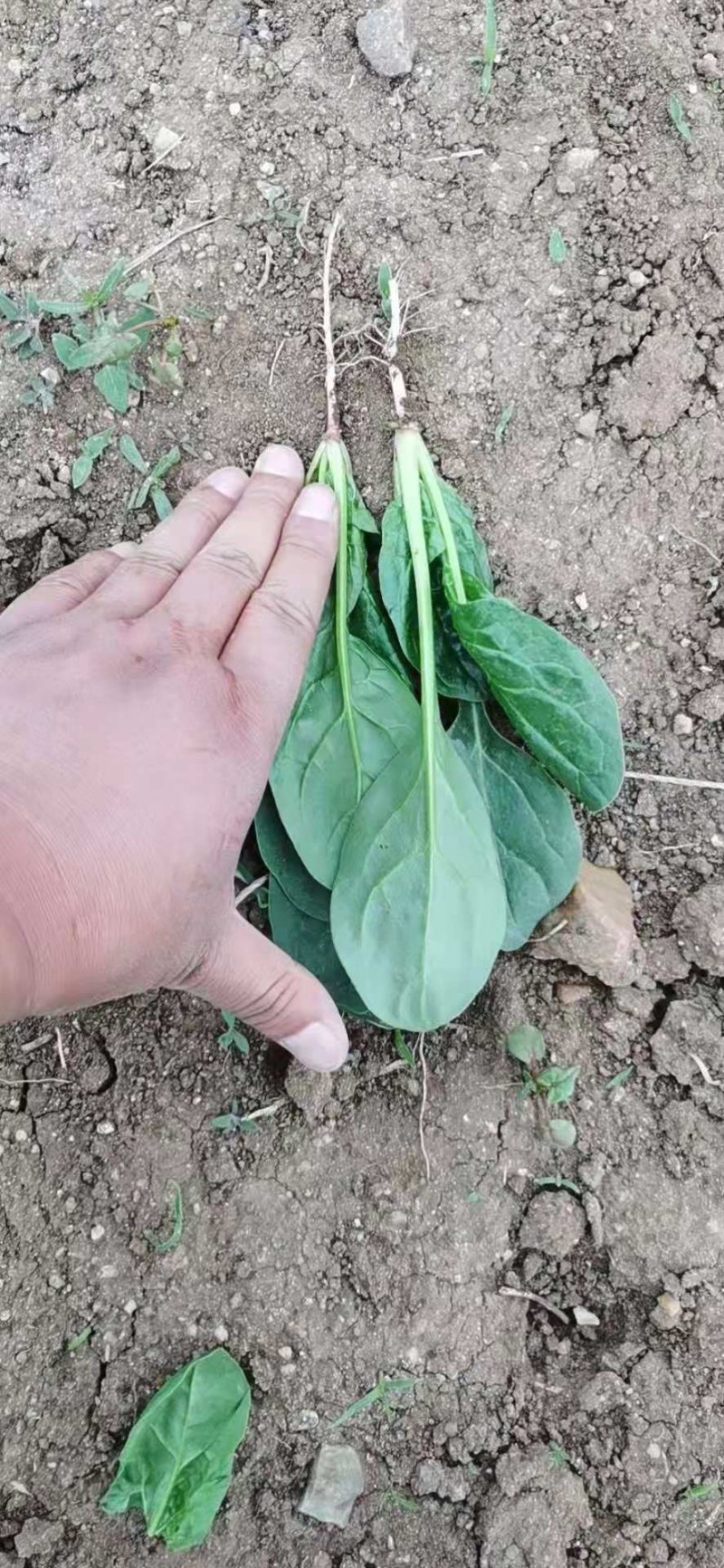 每天大量供应三万斤菠菜