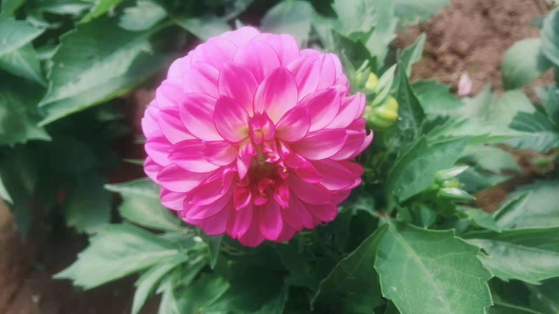 小丽花盆栽苗，精品小丽花，150盆栽苗，花色多，花期长