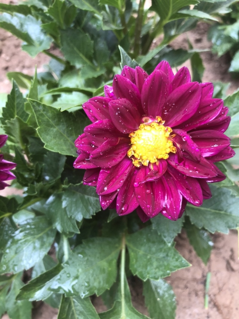 小丽花盆栽苗，精品小丽花，150盆栽苗，花色多，花期长
