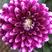 小丽花盆栽苗，精品小丽花，150盆栽苗，花色多，花期长