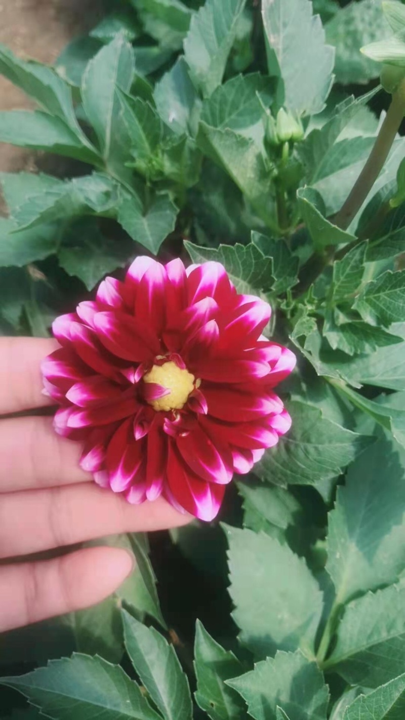 小丽花盆栽苗，精品小丽花，150盆栽苗，花色多，花期长