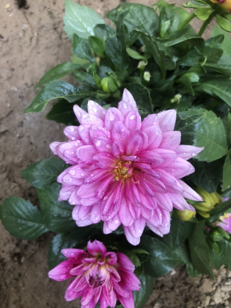 小丽花盆栽苗，精品小丽花，150盆栽苗，花色多，花期长