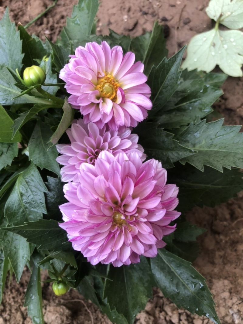 小丽花盆栽苗，精品小丽花，150盆栽苗，花色多，花期长