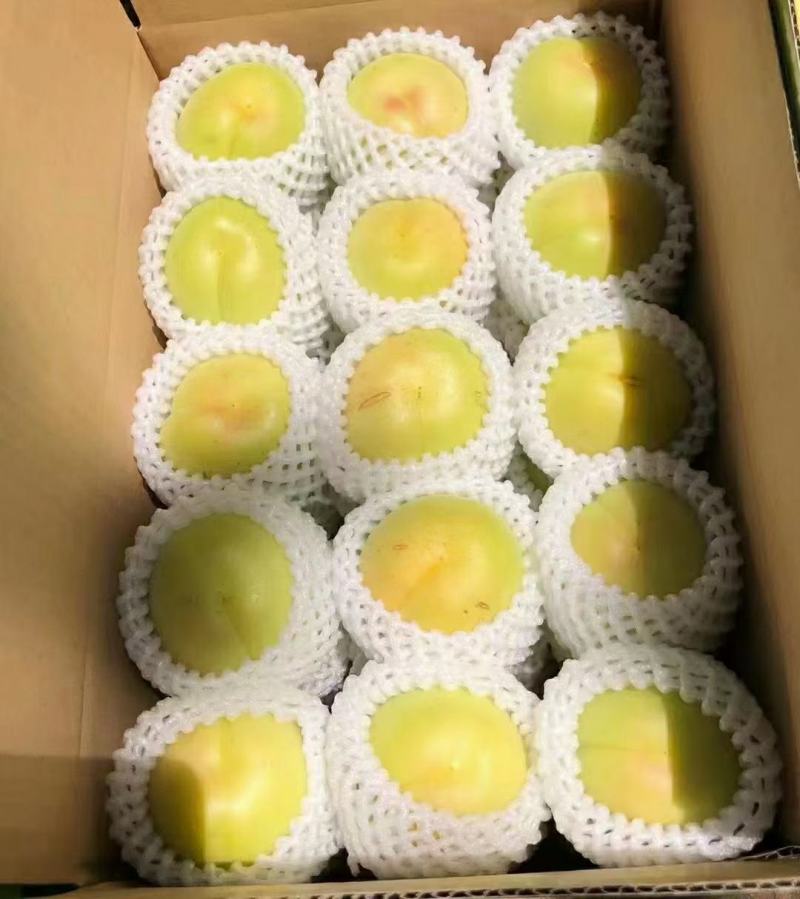 香白杏
