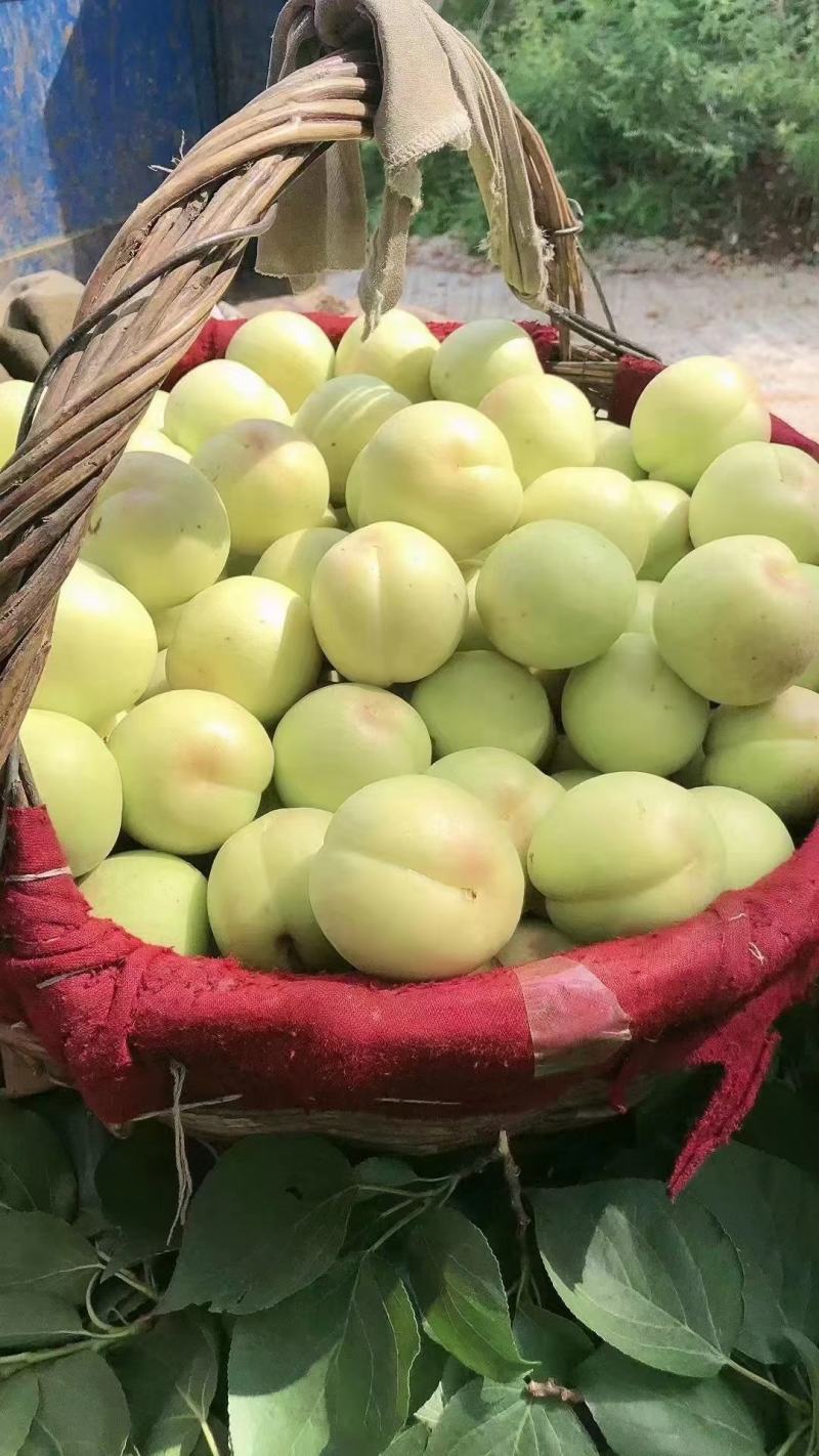 香白杏