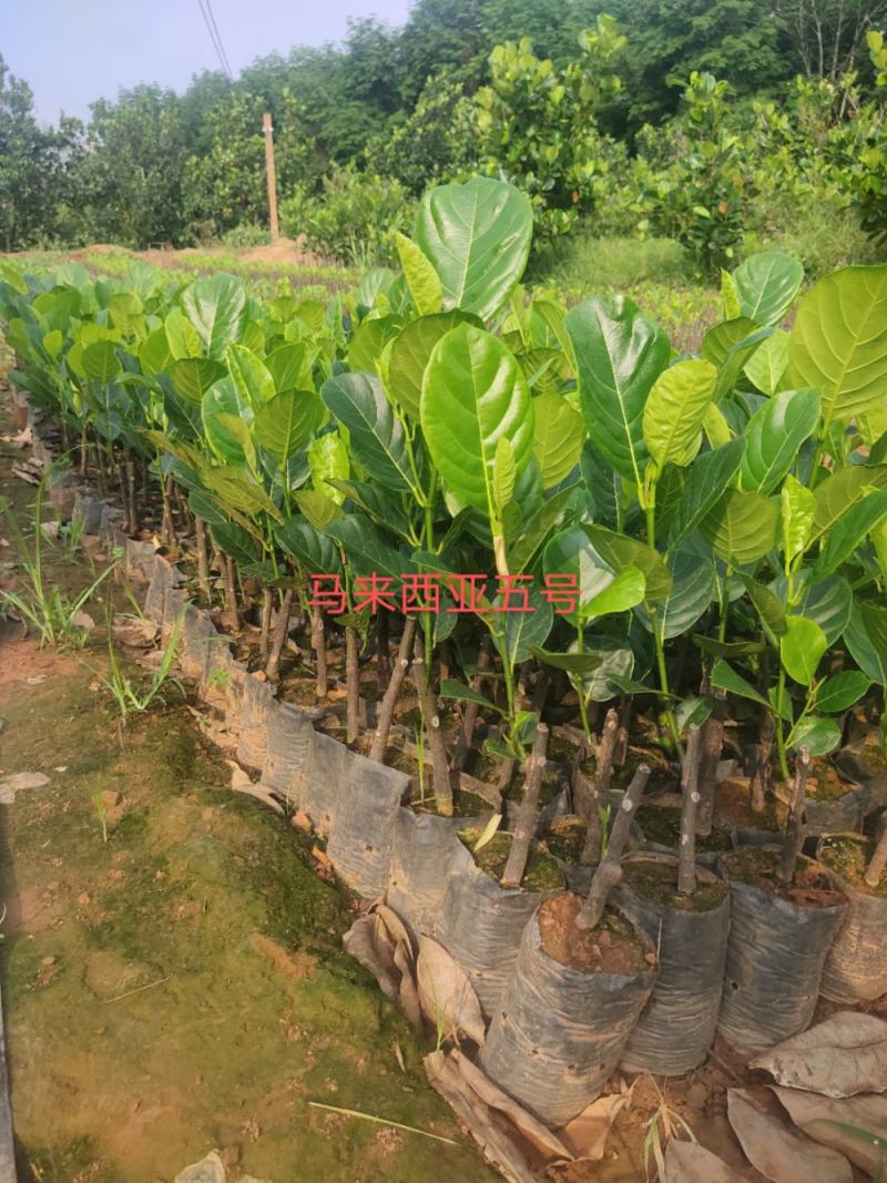 马来西亚五号红肉菠萝蜜苗一手货源正品保障