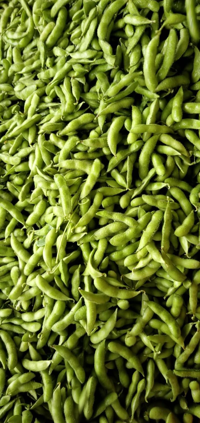 精品毛豆，开心绿，翠绿宝，绿宝石，现摘现卖，市场超市供应